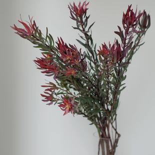 木百合鲜花家用插花室内水培植物水养鲜切花室内客厅插花稀有节日