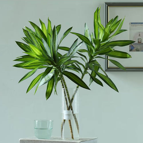百合竹室内水培植物鲜切枝顺丰