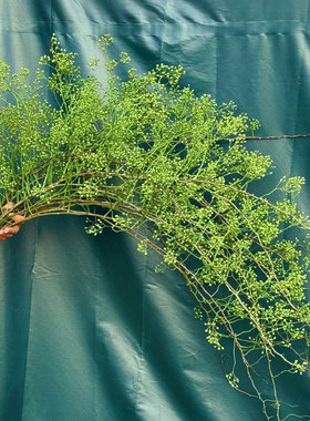 绿色山归来鲜切枝蔷薇果水培植物家用插花中式禅意花云南直发顺丰
