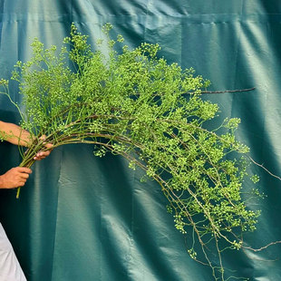 绿色山归来鲜切枝蔷薇果水培植物家用插花中式禅意花云南直发顺丰