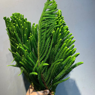 南洋杉鲜切枝新鲜松枝室内水培植物家用插花云南基地直发鲜花顺丰