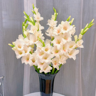 萌萌公主剑兰鲜花室内水培植物家用插花云南基地直发鲜切花顺丰