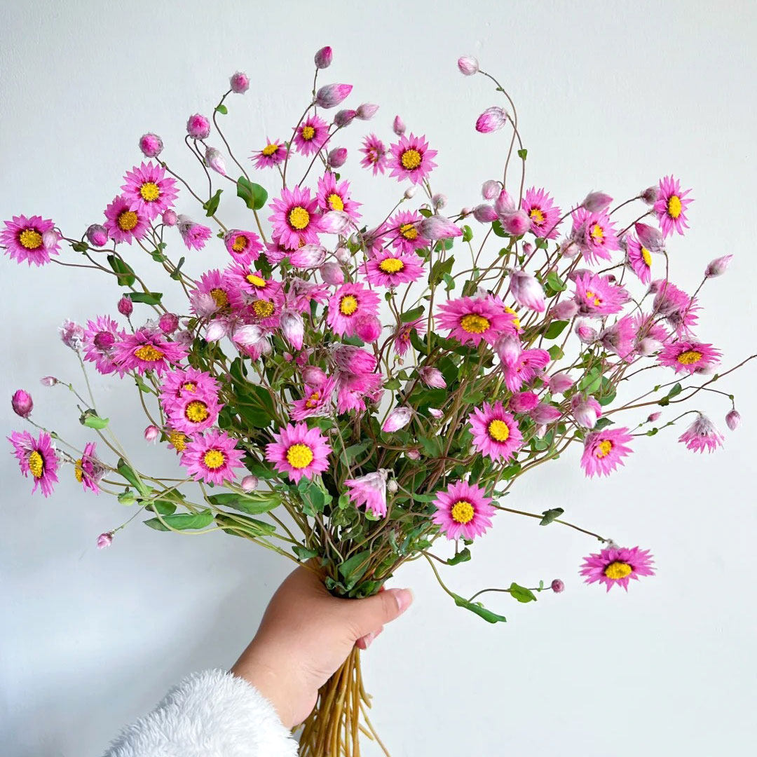 鲁丹鸟鲜花室内水培家用插花云南基地直发罗丹斯花可做干花顺丰,鲜花速递/花卉仿真/绿植园艺,花材,淘宝优惠券,粉丝福利购,淘宝优惠卷