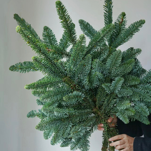 天然真诺贝松鲜切松枝圣诞节装 饰材料DIY圣诞树鲜活云南鲜花真树