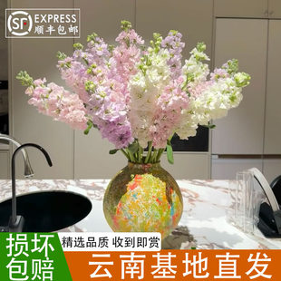 紫罗兰鲜花真花云南基地直发家用插花花艺室内装饰水培花卉鲜切花