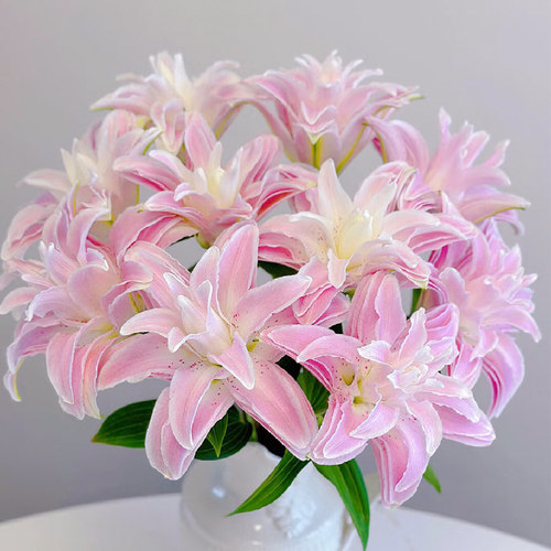 重瓣百合鲜花花束新鲜云南直发