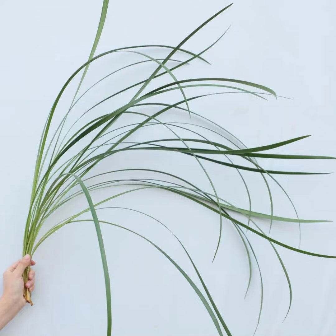 春兰叶鲜花新鲜真花室内水培植物家用婚庆装饰插花配草云南直发