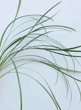 春兰叶鲜花新鲜真花室内水培植物家用婚庆装饰插花配草云南直发