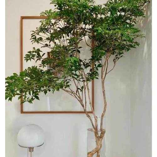 日本进口马醉木绿植室内水养枝条