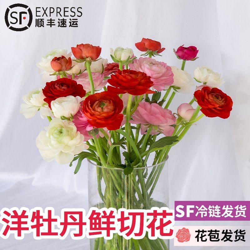 洋牡丹鲜切花水培插花云南顺丰