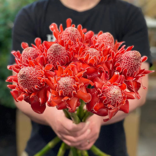 瓷玫瑰鲜花进口小众高级火炬姜