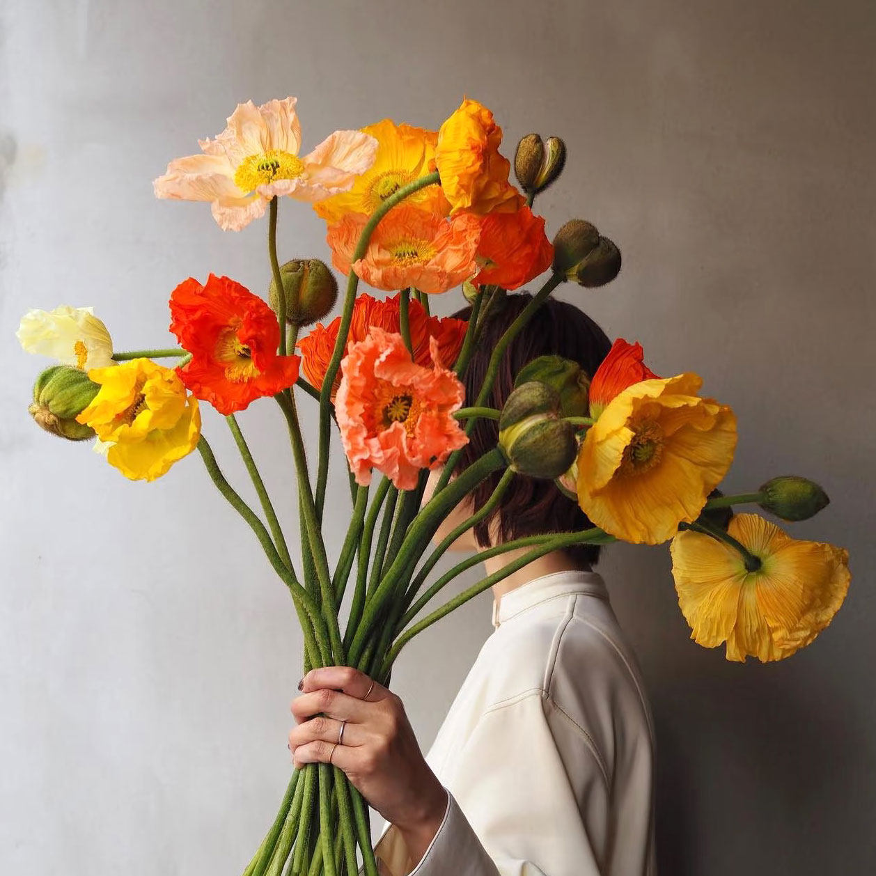 虞美人鲜切花水培插花云南顺丰