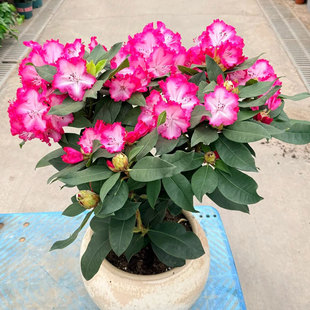 【带花苞】高山杜鹃盆栽粉红佳人室内庭院阳台植物盆景云南直发