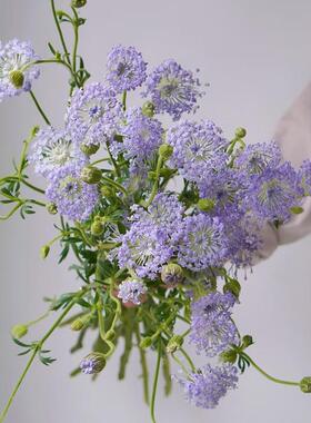 紫色翠珠鲜花花束云南基地直发雨伞花鲜切花花艺配花家用水培插花