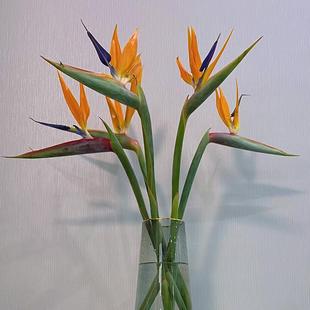 天堂鸟鲜花家用插花室内水培植物高级花材云南直发望鹤兰鲜切花