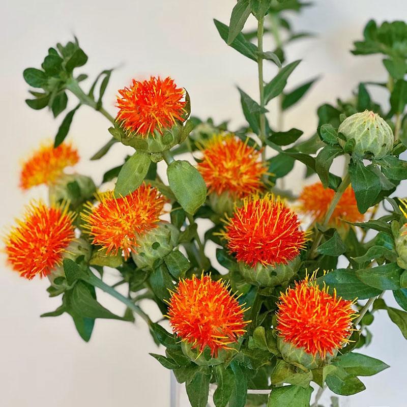 橙菠萝鲜花小众花材可做干花菠萝菊室内水养家用插花云南基地直发