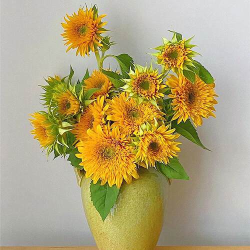 泰迪向日葵鲜花花期长云南直发