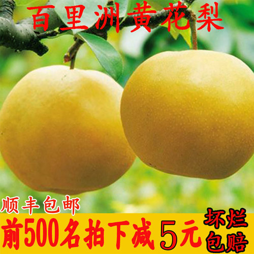 百里洲砂梨黄花梨脆甜多汁