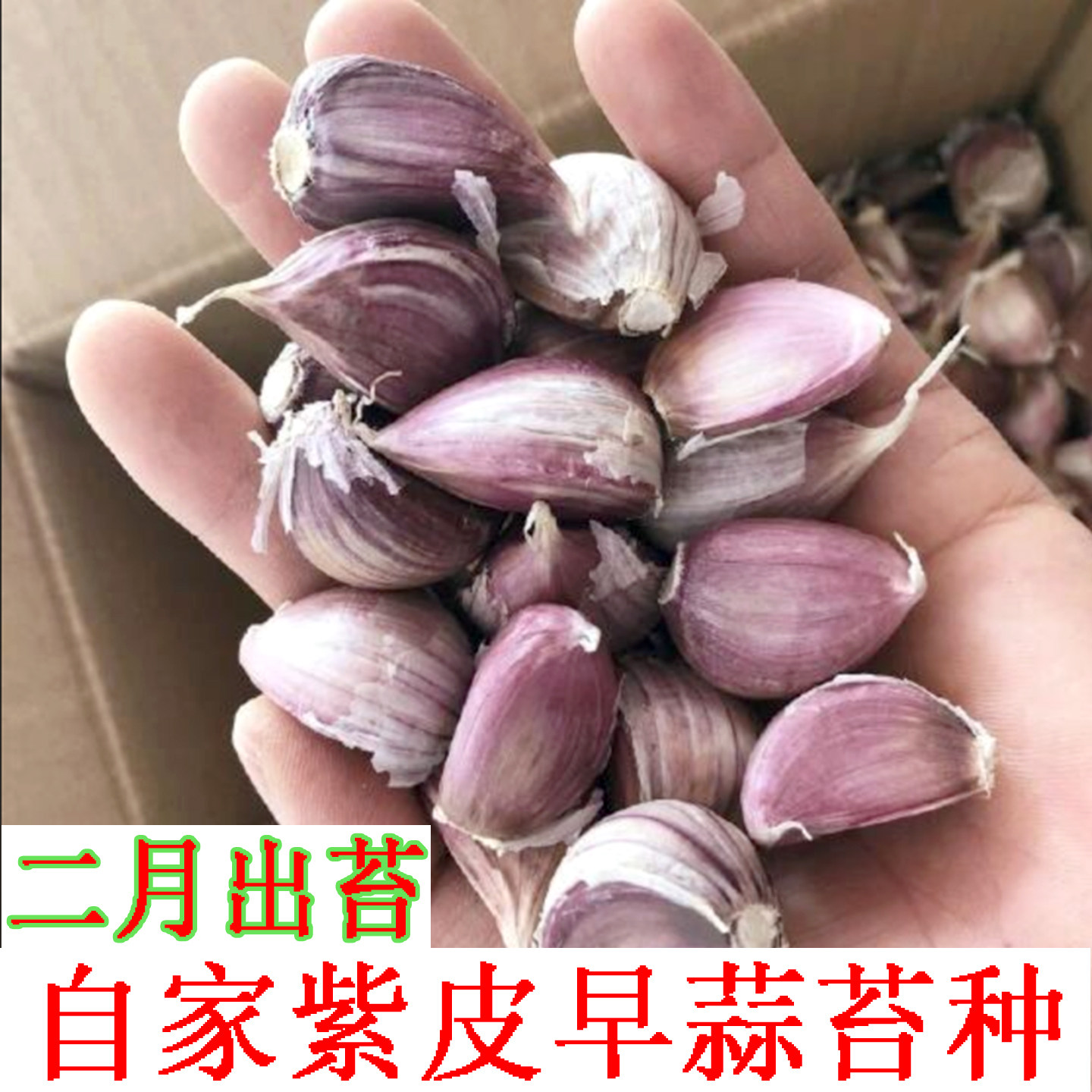 紫皮大蒜种子早熟蒜苔高产蒜种