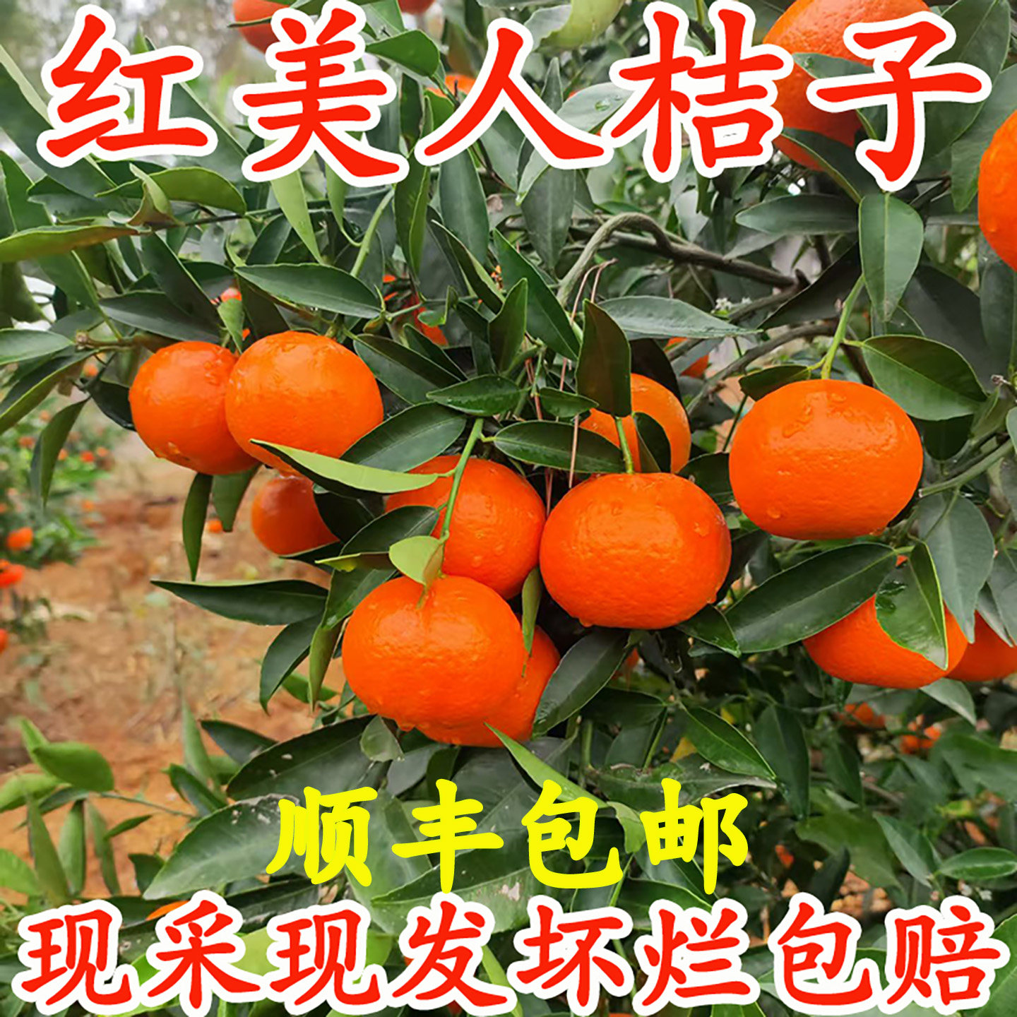 新鲜现摘青皮桔子无籽10斤一整箱蜜橘应季水果薄皮酸甜青橘子蜜橘,水产肉类/新鲜蔬果/熟食,桔子,淘宝优惠券,粉丝福利购,淘宝优惠卷