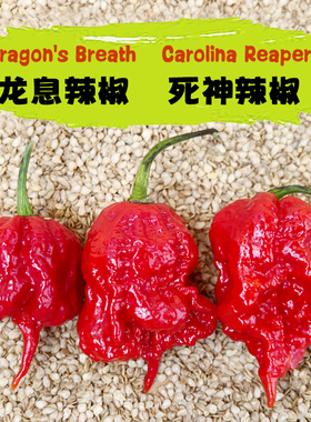 卡罗莱纳死神Carolina reaper龙息辣椒Dragon's Breath变态辣巨辣