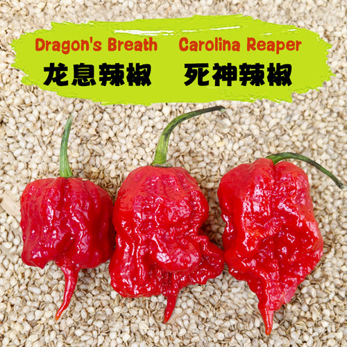爆辣龙息辣死神辣椒一口辣断魂