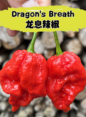 爆辣龙息辣椒Dragon's Breath龙溪巨辣卡罗莱纳死神辣变态辣椒粉