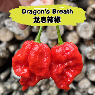 巨辣龙息辣椒Dragon Breath卡罗莱纳死神l龙吐息魔鬼椒涮涮辣
