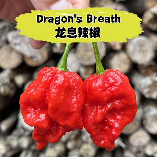 巨辣爆辣龙息辣椒变态辣椒粉