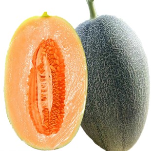 【万顺甄选】兰考蜜瓜黄河最后一道湾黄河水灌溉兰考沙地蜜瓜