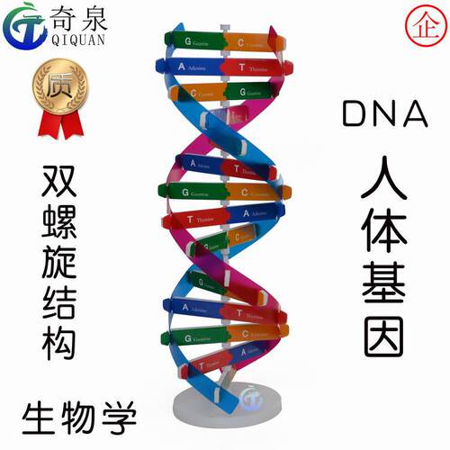 DNA双螺旋结构模型diy科技小制作人体基因生物科学实验教具材料包
