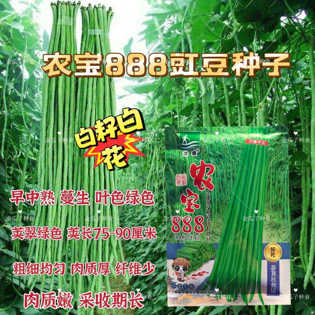 农宝888豇豆种子中早熟白籽白花荚美肉厚蔬菜种籽阳台庭院大田孑