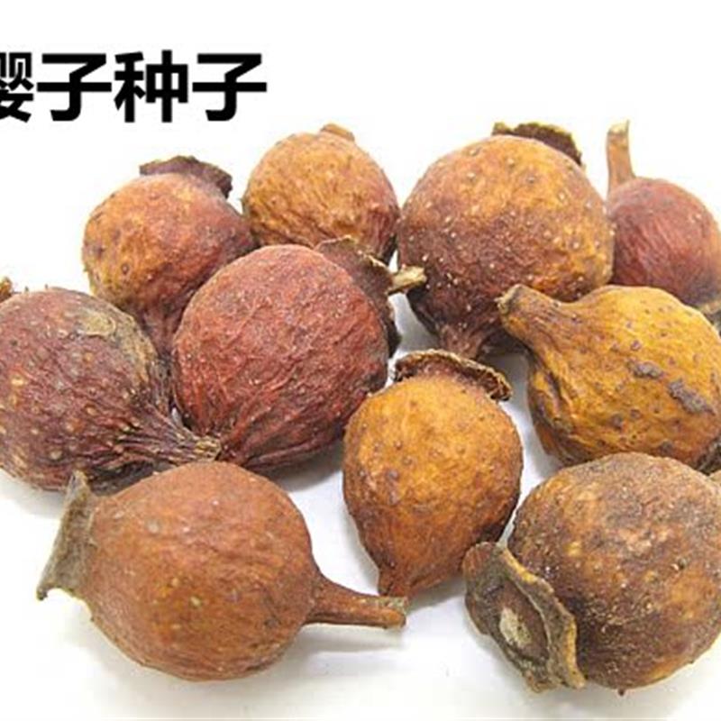 中药材种子金樱子种子文光果、刺槟榔果、木梨子、糖梨、缫丝花
