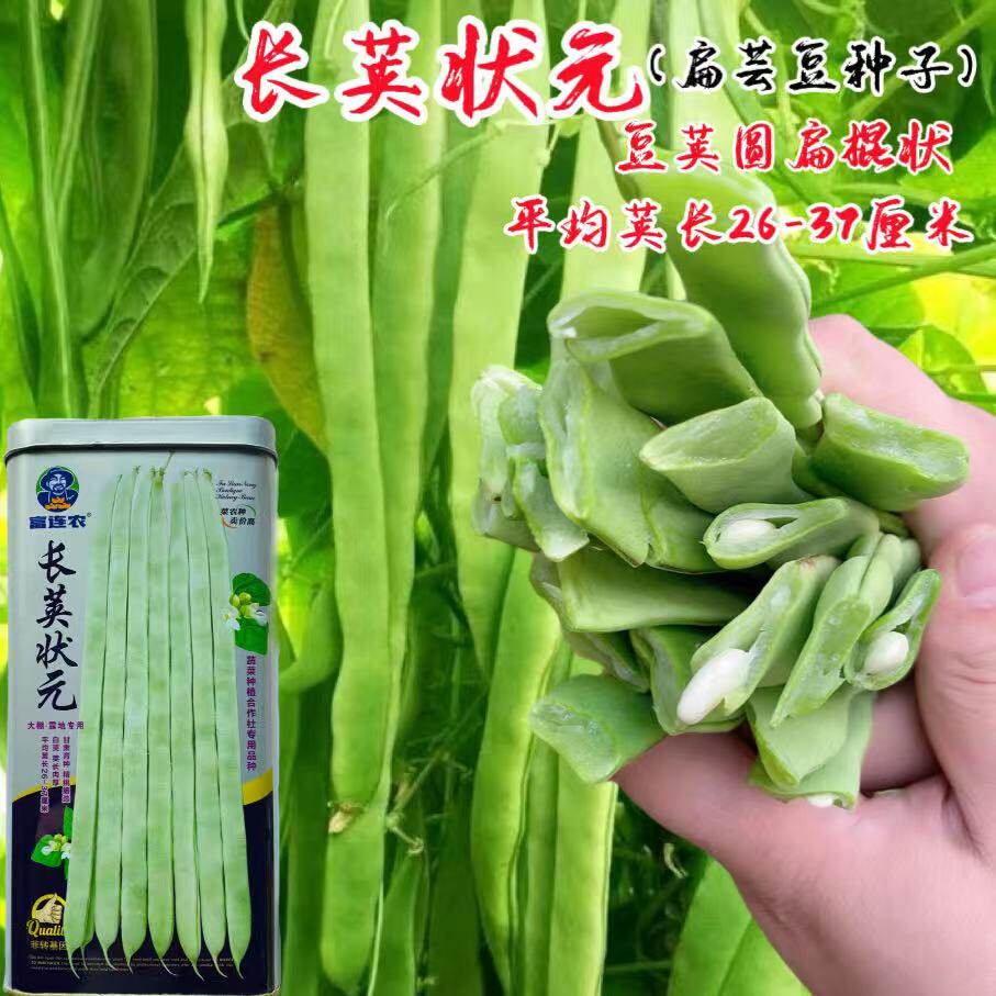 长荚状元扁芸豆种子角种
