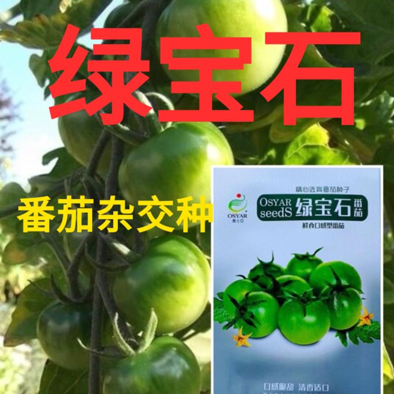 绿宝石番茄种子圣女果种籽贼不偷产量高口感好四季蔬菜包邮绿宝石