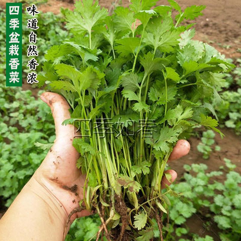 抗热大叶香菜籽芫荽种子山东老品种大叶香菜种籽味道自然香浓包邮