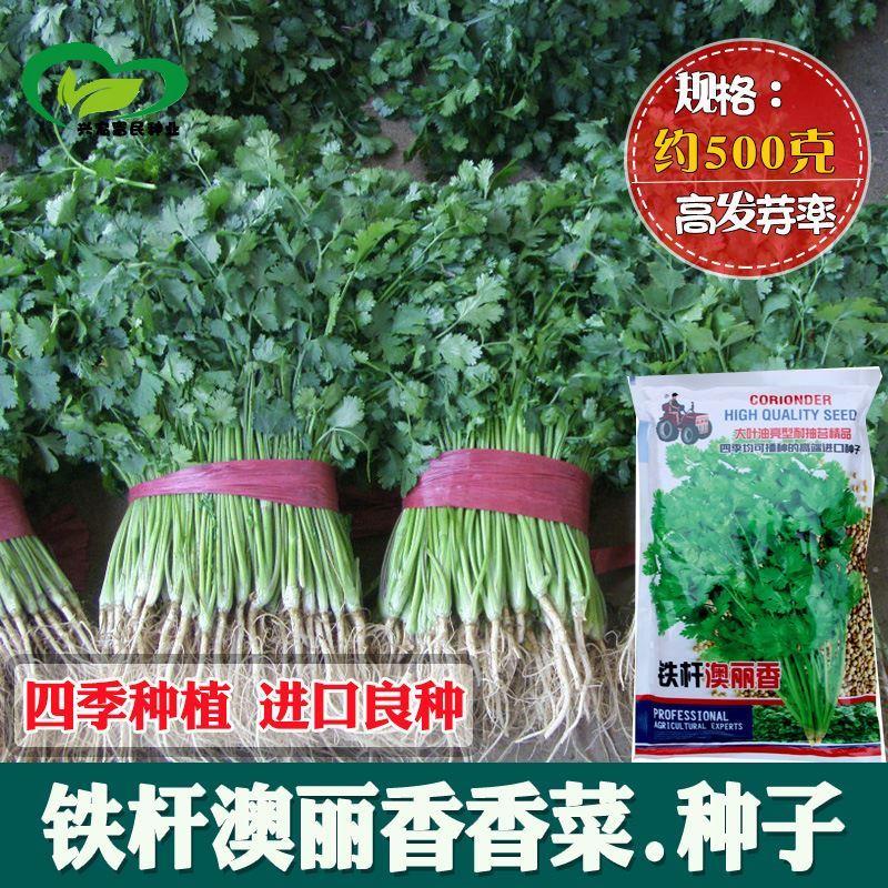 铁杆澳丽香芫荽种子农田菜园种四季大叶油亮香菜蔬菜籽