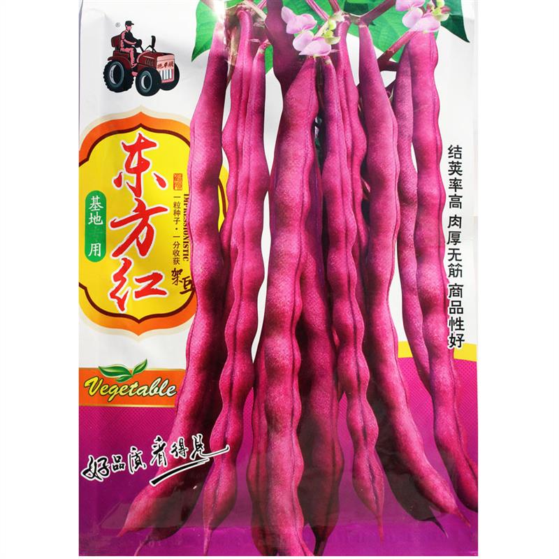 东方红早熟紫豆角种子 九粒红架豆四季豆芸豆 春四季播蔬菜籽高产