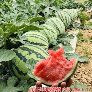 西瓜种子高产早熟8424冰糖麒麟特大黑皮黄瓤无籽西瓜种籽蔬菜种子