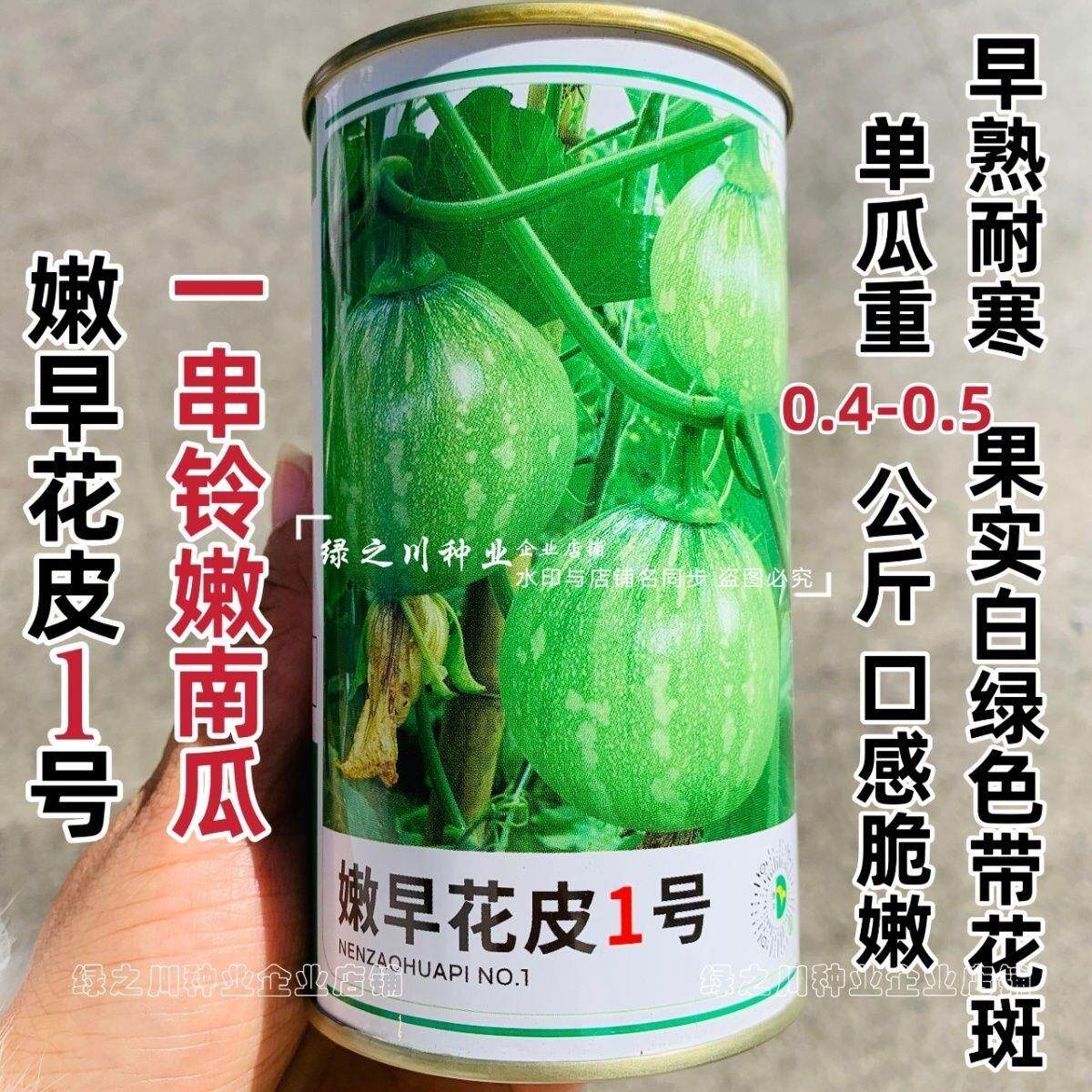 嫩早花皮1号小南瓜种子早熟耐寒一串铃南瓜种子白绿色嫩南瓜种籽