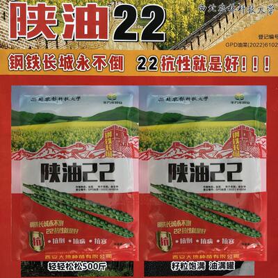 陕油22高产油菜种子抗病耐寒抗倒中熟油菜籽油率高正品油菜花种子