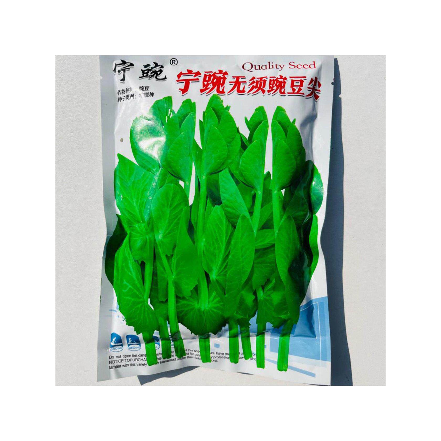 无须豌豆种子苗四季蔬菜