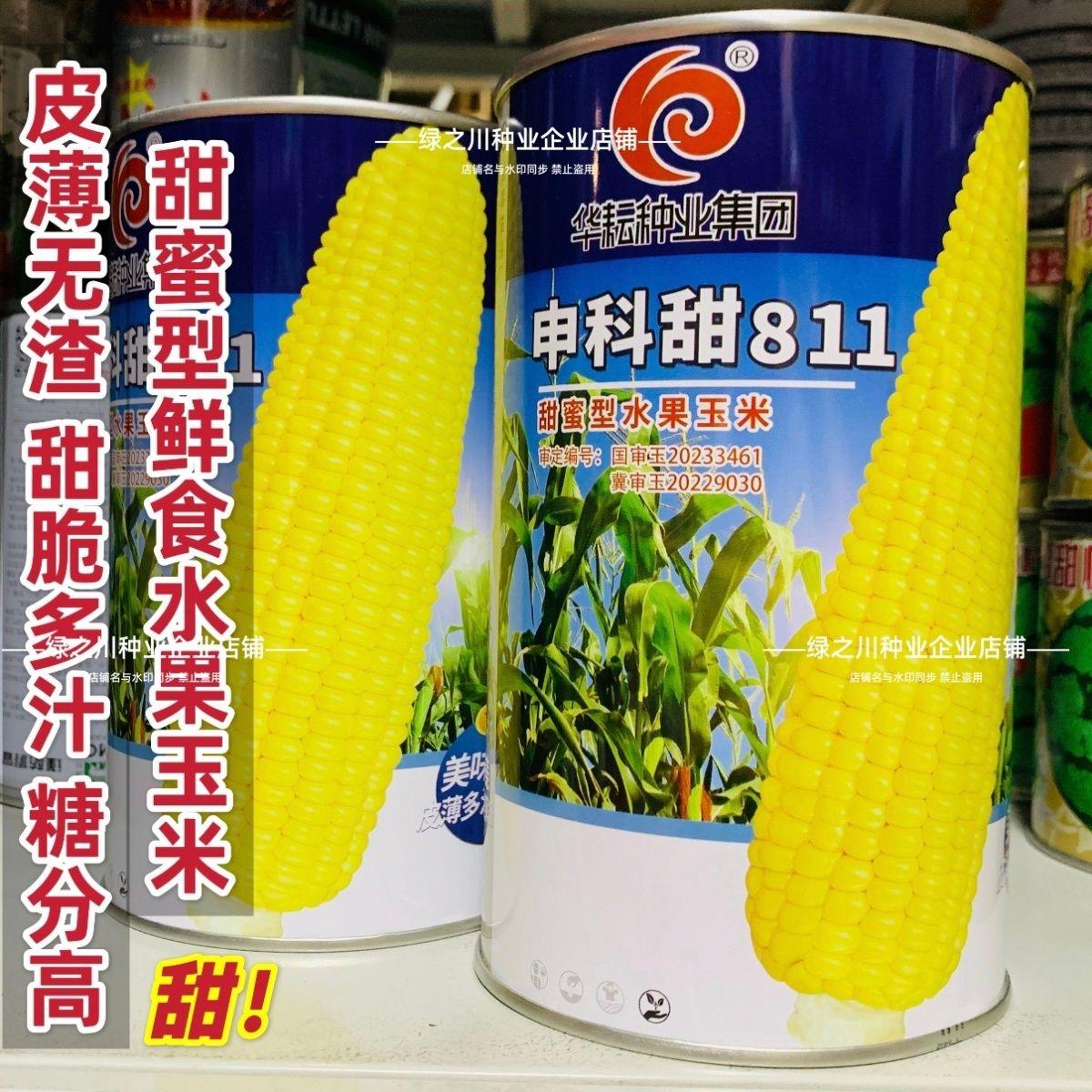 申科甜811水果玉米种子生吃甜脆多汁鲜食黄甜玉米大棒种籽高产