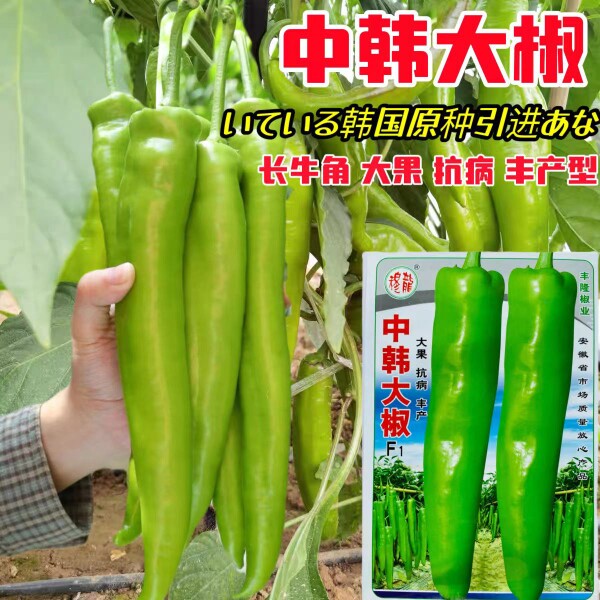 中韩大椒种子黄厚皮大果羊角种籽特大牛角椒种子青椒尖椒辣椒种子