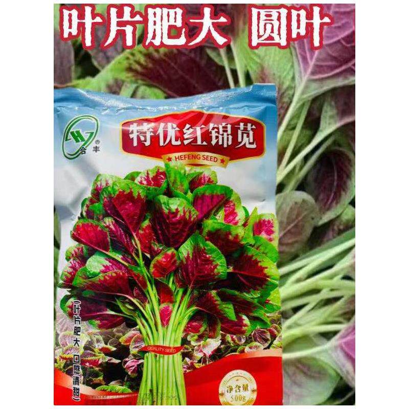 特优红锦苋花菜种子口