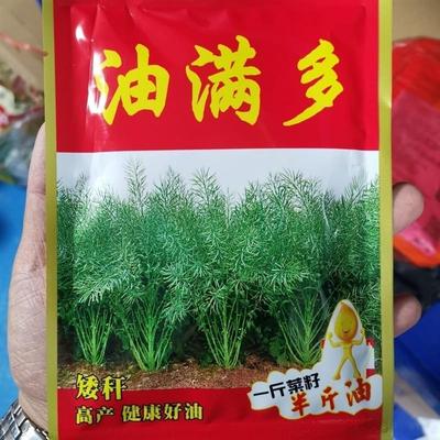 油满多油菜籽矮秆高产高出油油菜籽杂交油菜种子油霸油多多