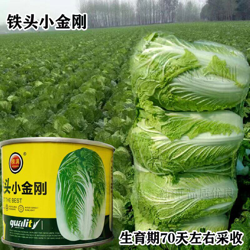 铁头小金刚大白菜种子高
