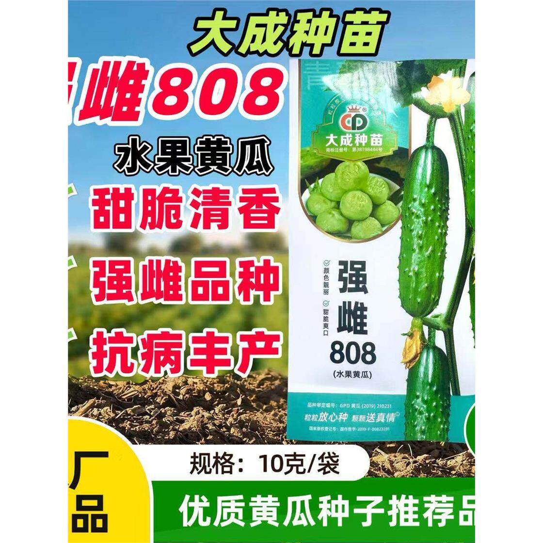 808强雌型水果黄瓜种子皮