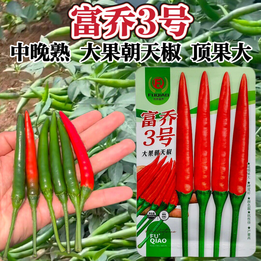 南方热销辣椒富乔3号朝天