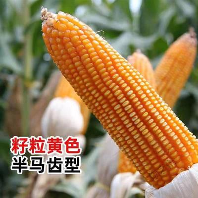 国审玉米种子双胞胎特大棒苞谷东单6531东单98南北方大田饲料玉米